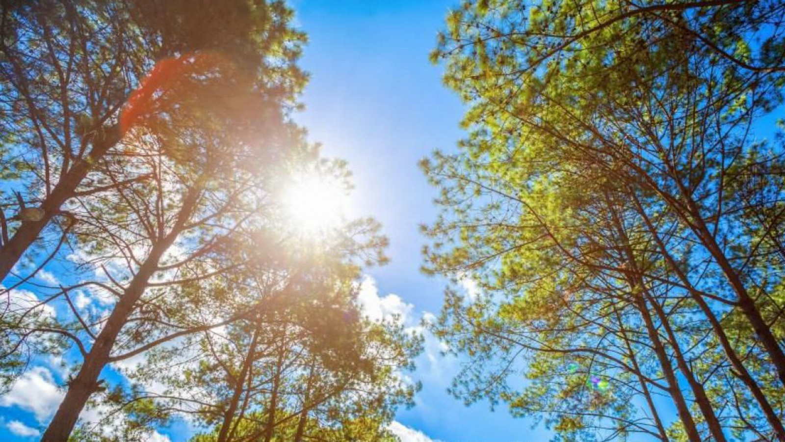 Bäume und Sonne