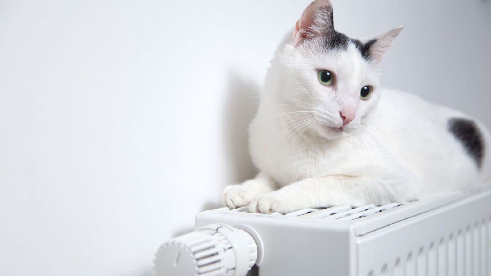 Katze liegt auf Heizung