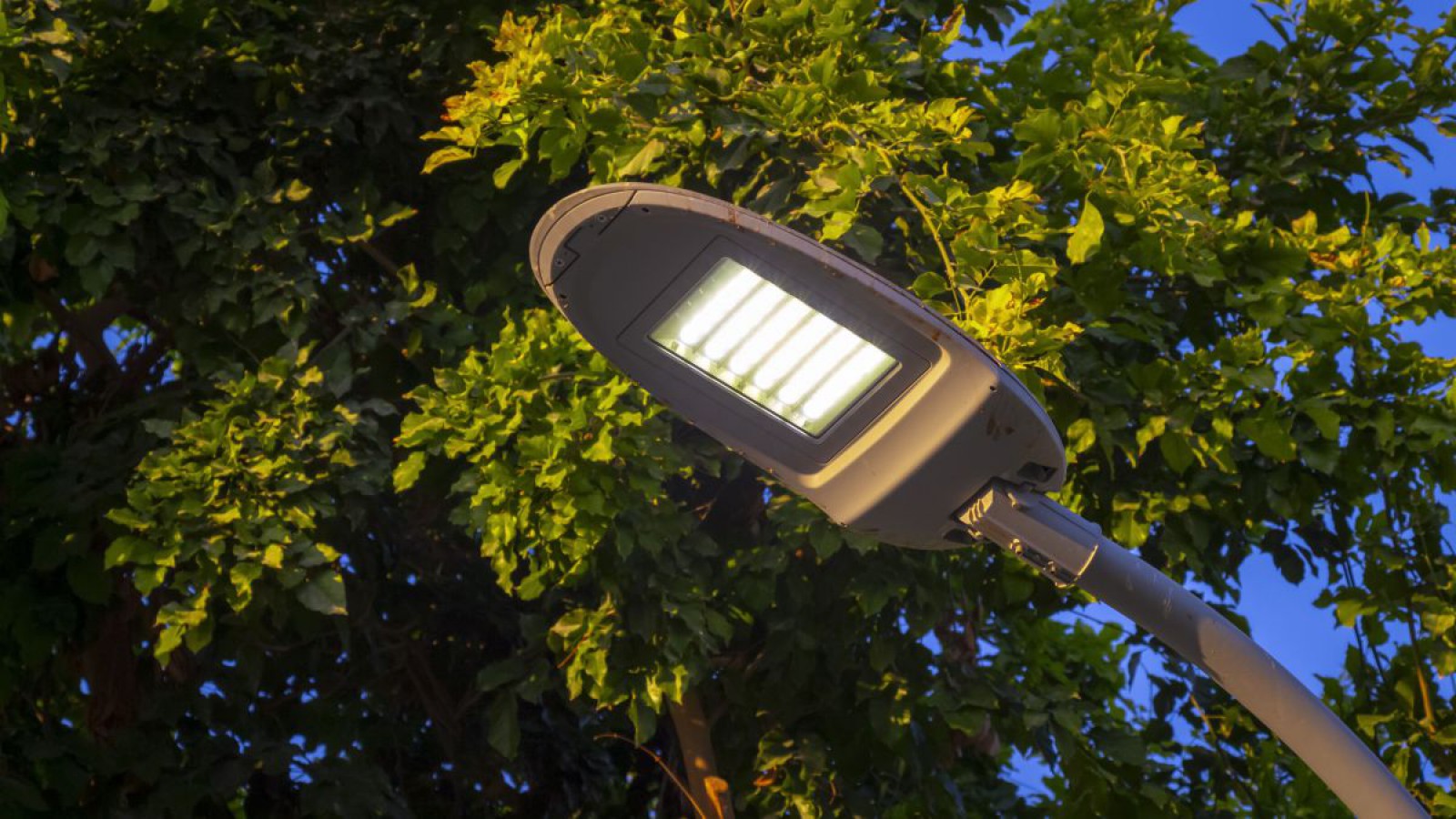 LED-Straßenlaterne von unten betrachtet, dahinter ein Baum