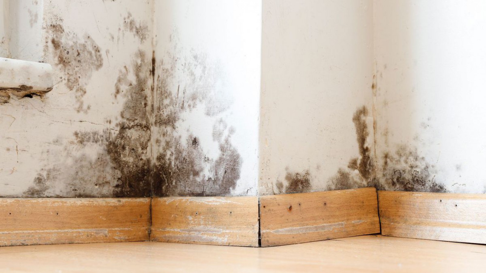 Schimmel an der Wand im Wohnraum