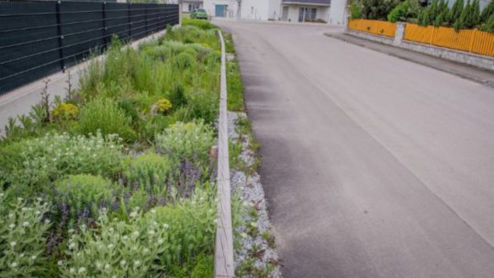 Regenwasserversickerung entlang einer Straße mit Stauden und Blumen