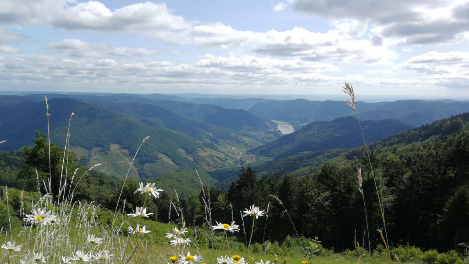 Blick auf den Naturpark Jauerling-Wachau