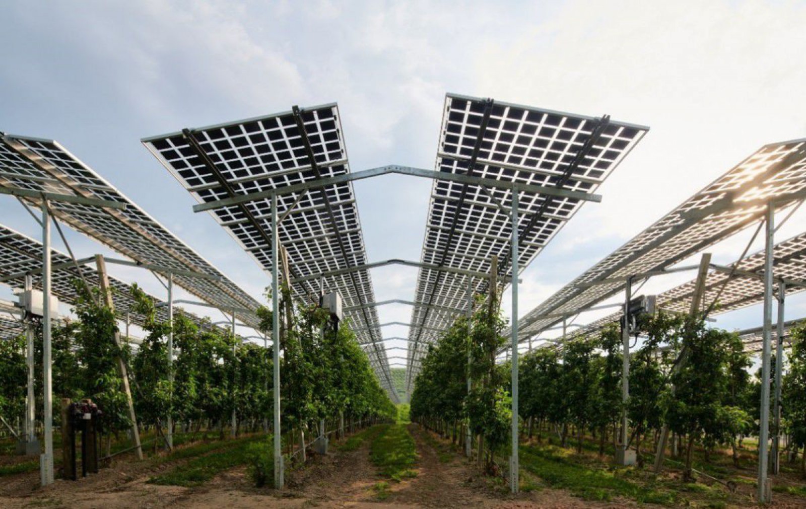 Eine hoch aufgeständerte PV-Anlage über Obstbäumen