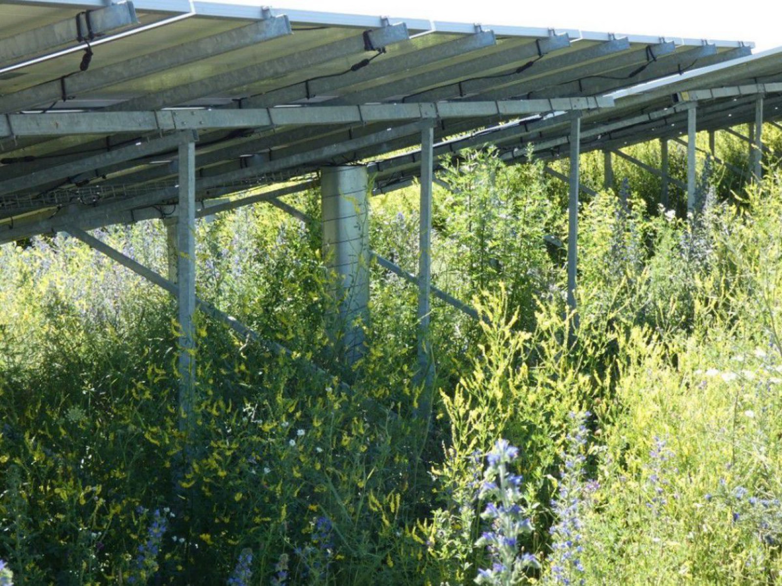 Unter einer Photovoltaik-Freiflächen-Anlage entsteht ein Blühstreifen mit verschiedenen Pflanzen