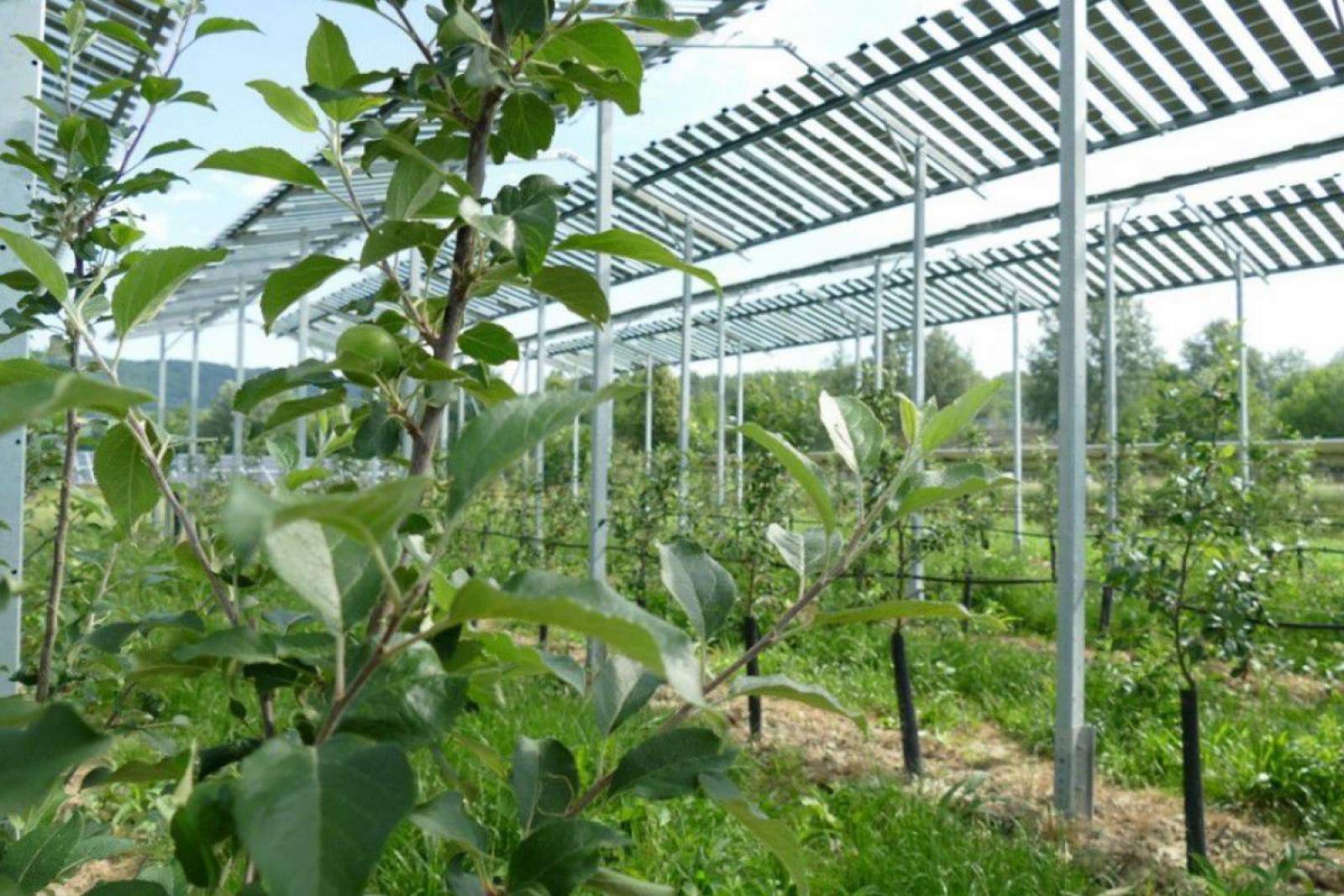 Aufgeständerte PV-Anlage über einer Obstbäumen