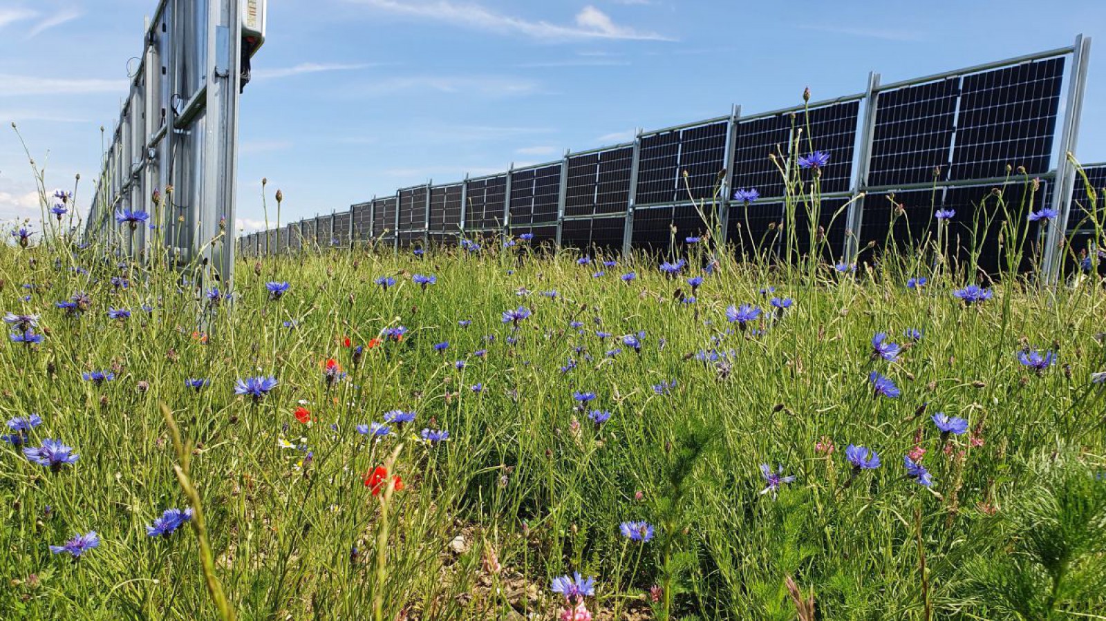 PV-Anlage mit bunter Pflanzenvielfalt