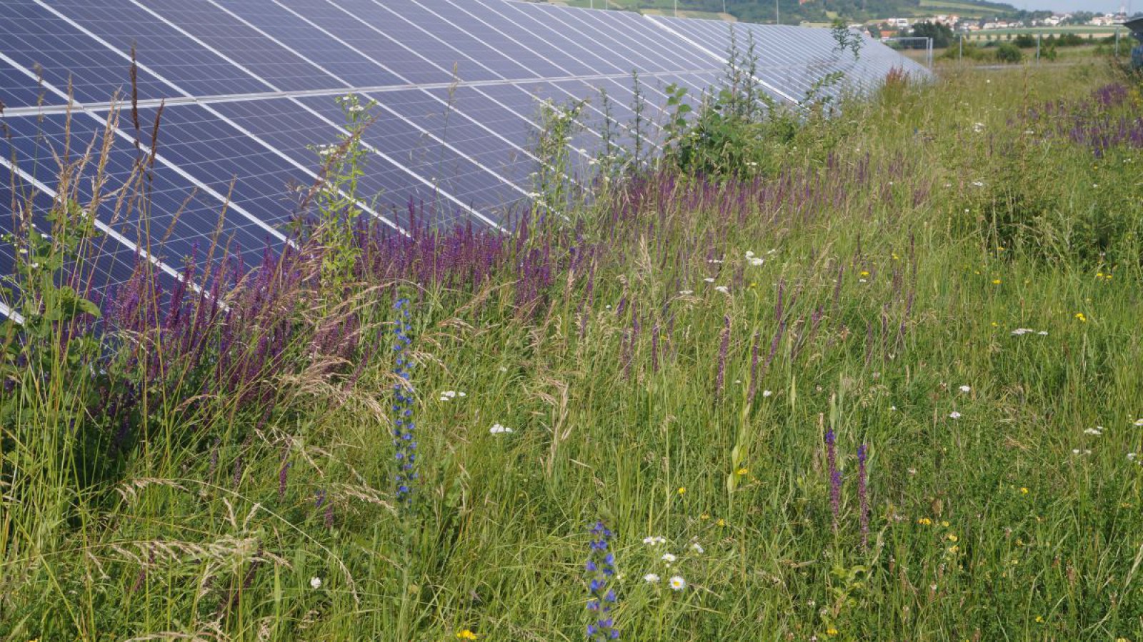 Sonneninsel Stetten West
